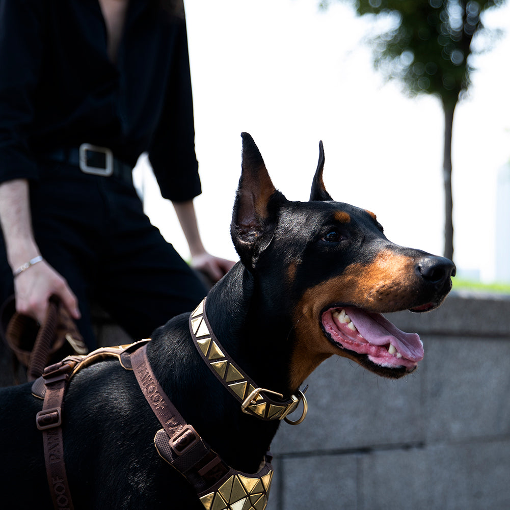 Designer Dog Collar Dark Brown or Camo - Dog Pawnia