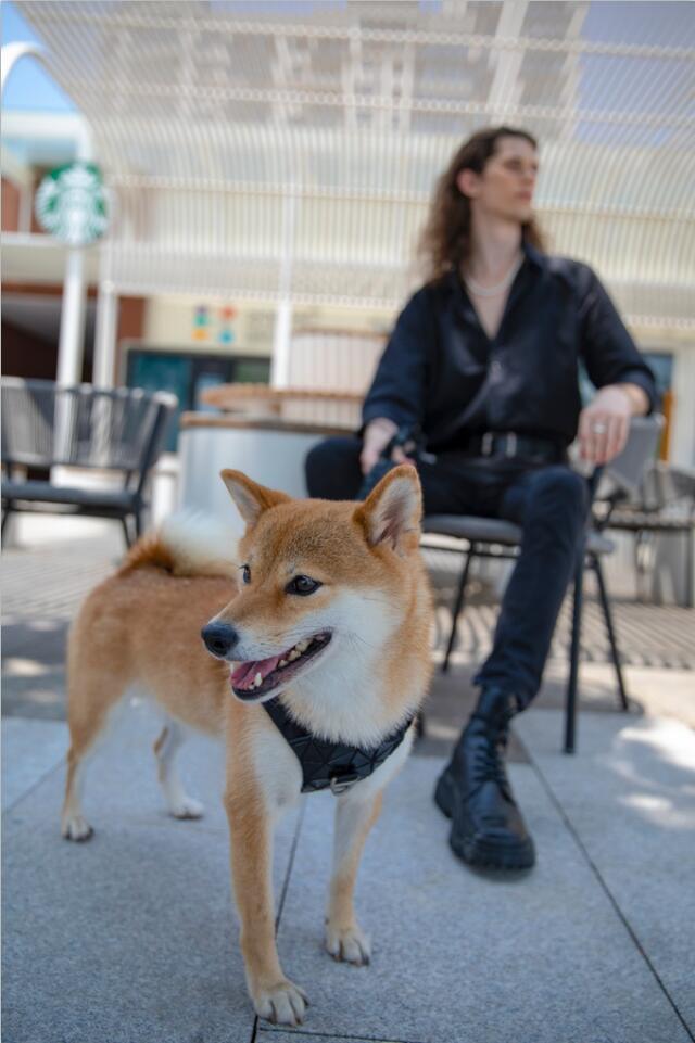 PAWOOF Designer Collections Dog Harness Golden Version