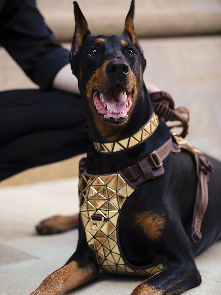 Designer Dog Harness ICE Designer Harness With Rose Gold 